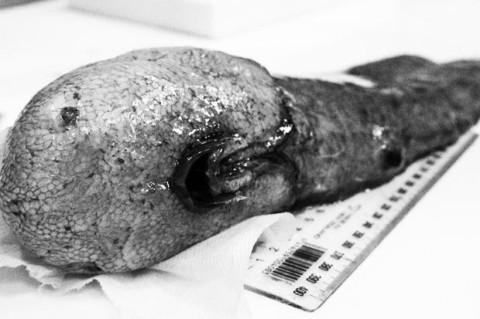 Стаття Ученые впервые за полтора столетия выловили рыбу «с двумя задними частями» без лица Ранкове місто. Одеса