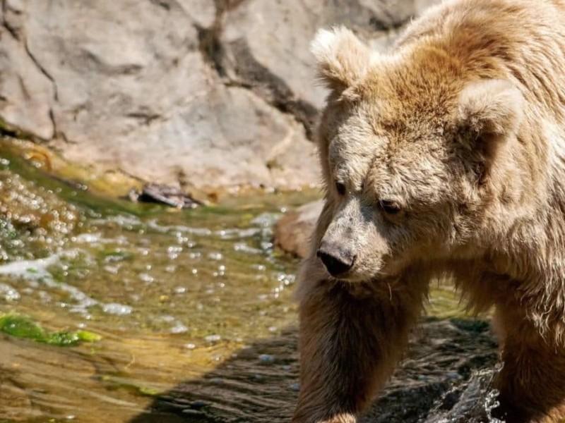 Стаття Таких всього 200 у світі: в київському зоопарку живе тянь-шанська ведмедиця Чудо (ФОТО, ВІДЕО) Ранкове місто. Одеса
