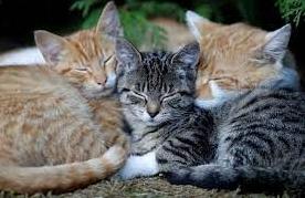 Стаття 17 лютого - це День котів - чудове свято Ранкове місто. Одеса