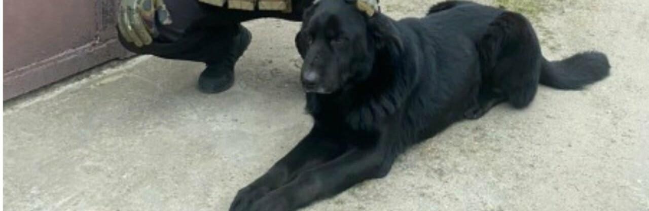Стаття Блек сидів на ланцюгу серед руїн: одеські поліцейські врятували покинутого у Херсоні собаку Ранкове місто. Одеса