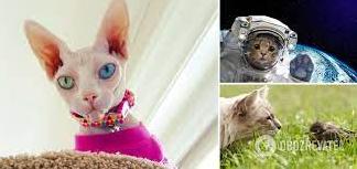 Стаття Прибульці з іншої планети? У мережі розповіли версію походження котів і навели докази Ранкове місто. Одеса