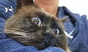 Стаття Одеситка врятувала хворого кота, господарка якого втратила житло через обстріли (фото) Ранкове місто. Одеса